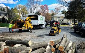 Best Palm Tree Trimming  in Grandyle Village, NY