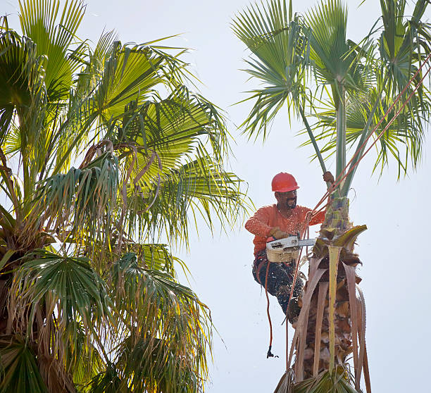 Professional Tree Services in Grandyle Village, NY